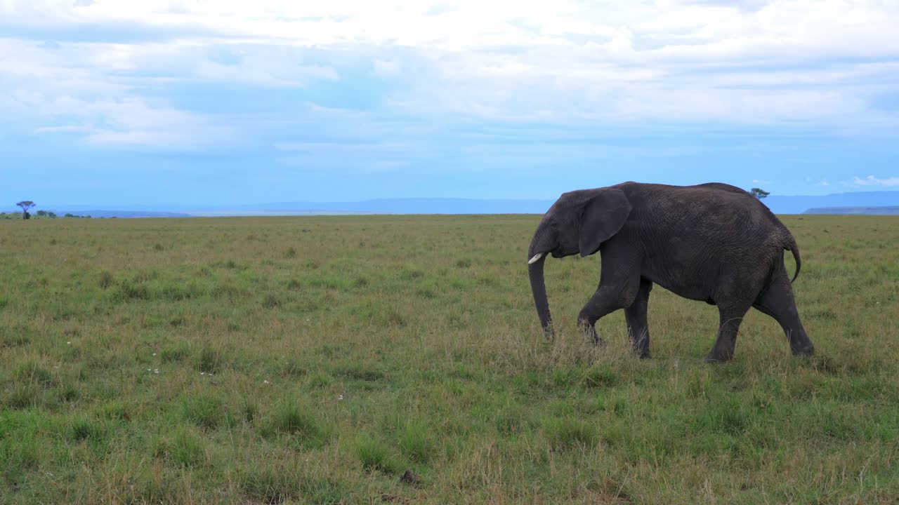 성적으로 흥분한 수컷 코끼리가 아프리카 사바나의 풀밭을 걷고 있다