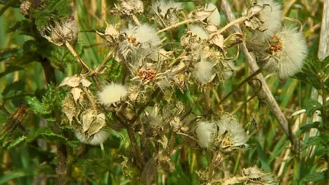 seeds of the prickly sow-thistle-sonchus asper growing on a grass verge in rutland, england