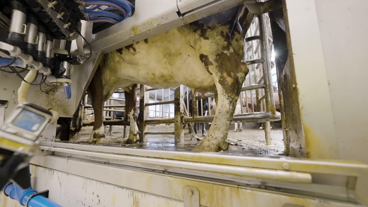Dairy Cattle Walkthrough Stable, Declined By Automatic Milking Machine