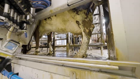 dairy cattle walkthrough stable, declined by automatic milking machine