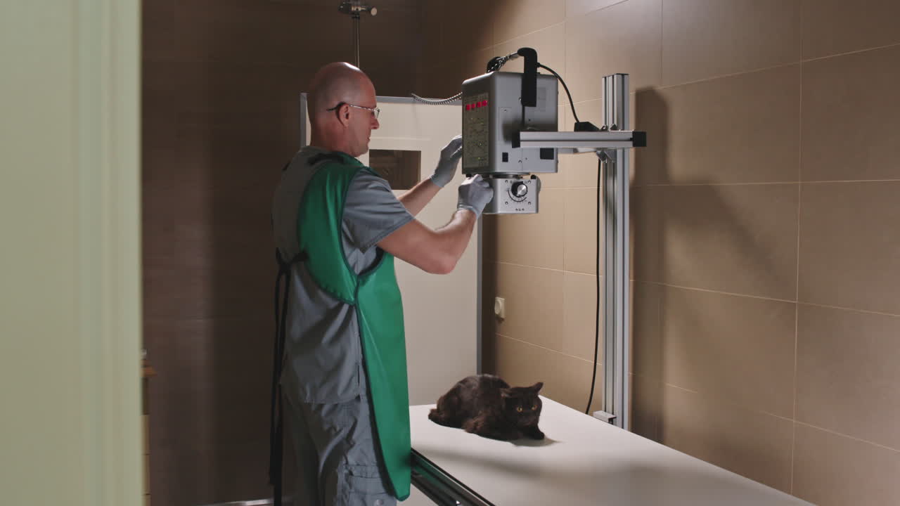 Vet Doctor X-Raying British Shorthair