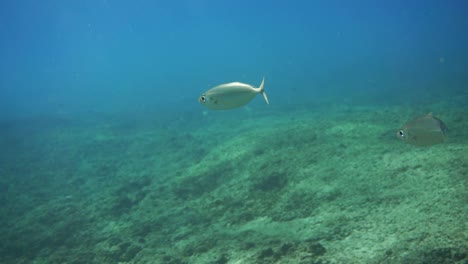 Meeräschen-Schwimmen-Durch-Klares,-Blaues-Wasser