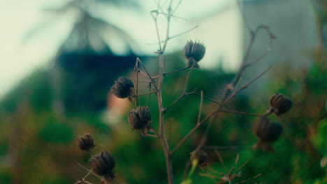dried seed pods on a branch