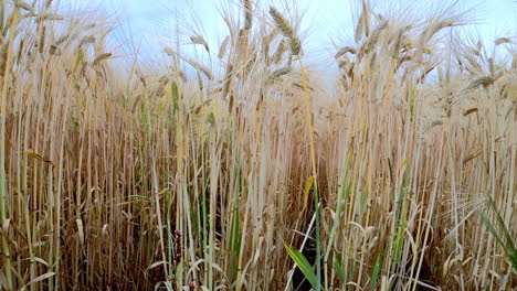 4K-45-degree-pullback-using-a-motorized-slide-of-a-wheat-field-ready-for-harvest-in-Japan