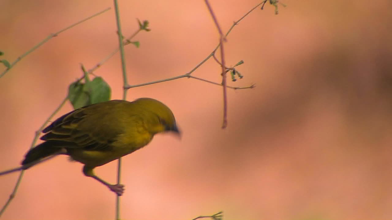 желтая птица качается на ветке и клюет плоды