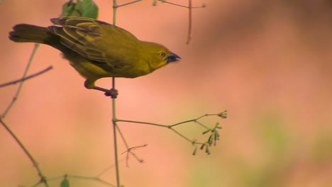 A-yellow-bird-swings-on-a-branch-and-pecks-at-the-fruit