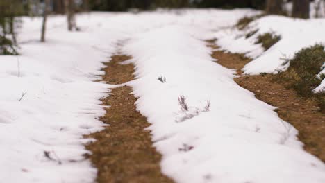 The-latter-will-snow-in-the-woods-on-the-old-road