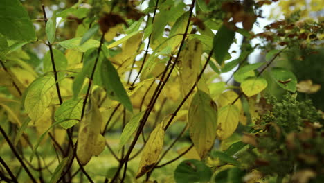 autumn bushes and leaves in park