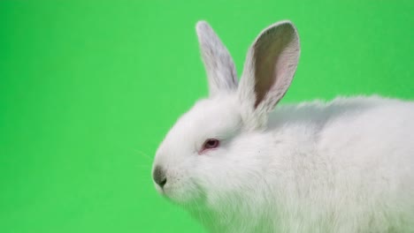 a large white rabbit sits on the side looks at the camera and sniffs