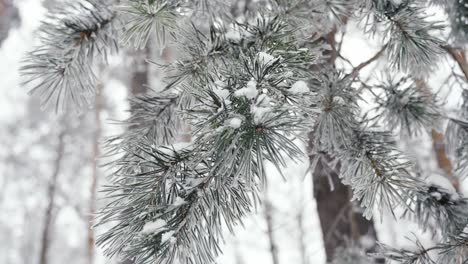 Rural-Scene-Of-Tree-Leaves-Covered-With-Snow-In-frozen-Winter,-Riga-Wonderland