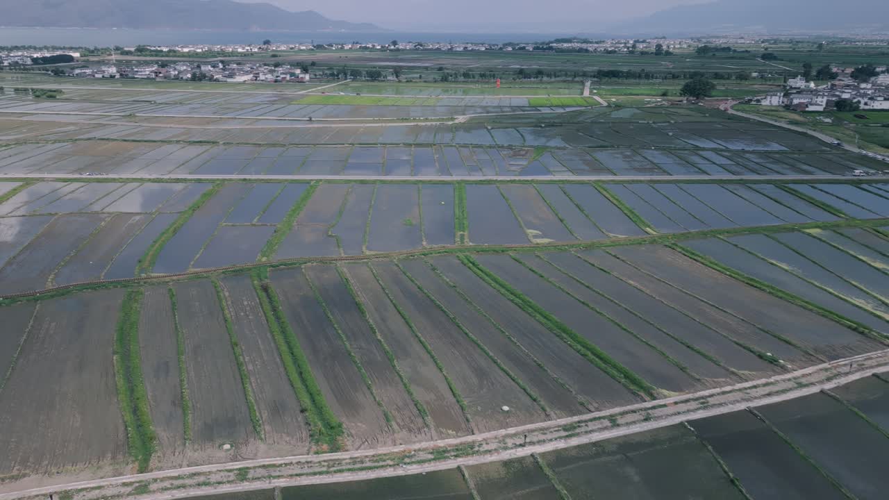 Magnificent drone footage of the Xi Zhou Paddy Fields, showing the vast crop fields with the backdrop of the Erhai Lake.