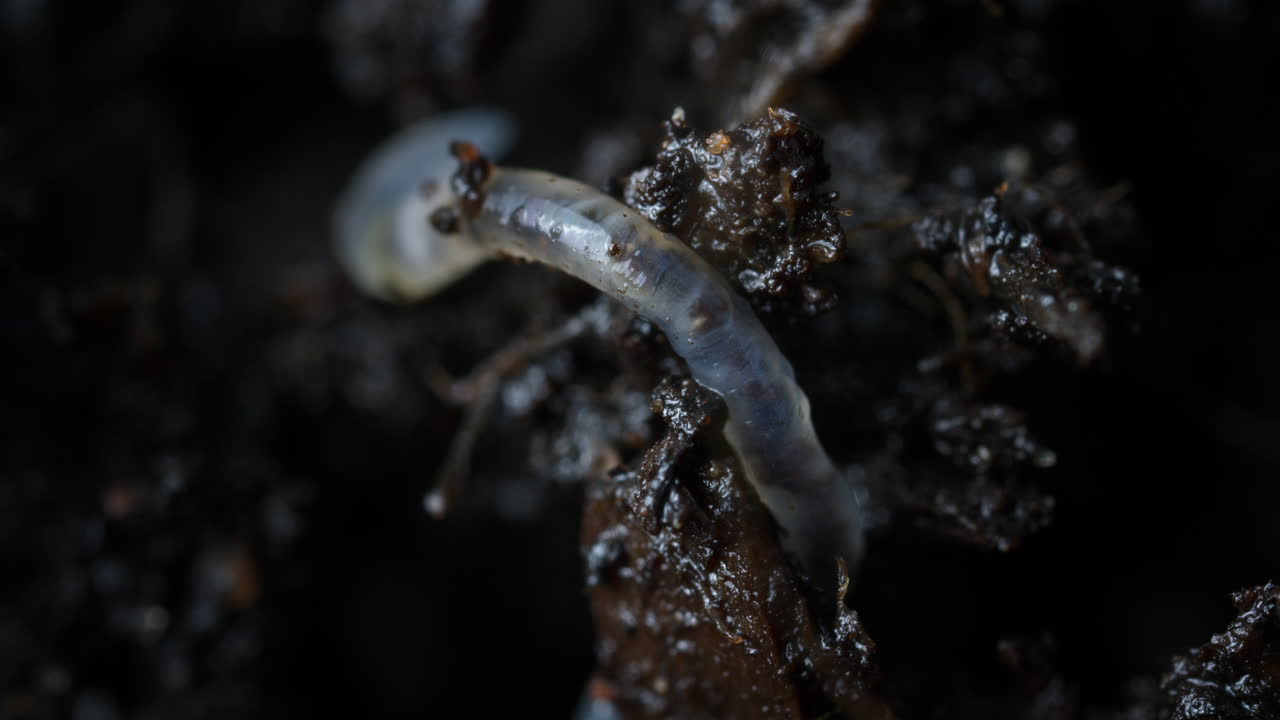 Nematode sliding through soil in ground. Soil animal macro closeup, worm.
