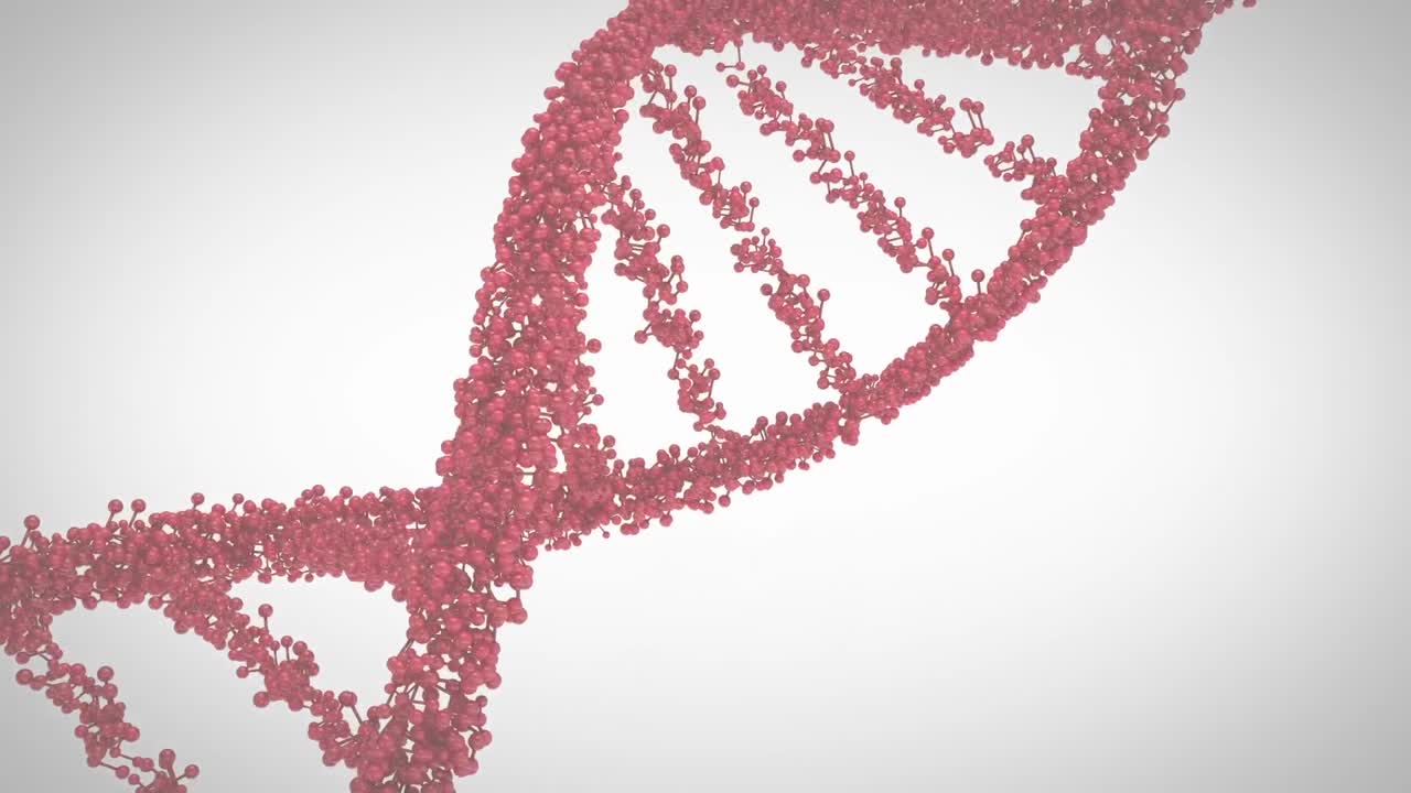 Animazione di un filamento di DNA rosso che ruota su sfondo bianco