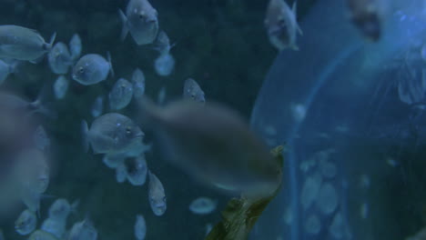 school of fish swimming in big aquarium