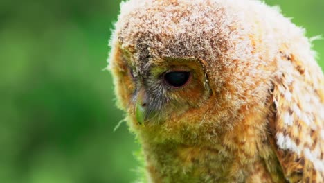 footage of a wild baby owl or owlet that has been lost and seek shelter with humans