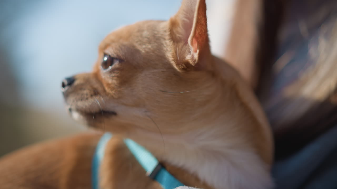 Un perro pequeño observa con atención en condiciones de buena iluminación; un canino diminuto permanece atento mientras se baña en la luz del sol; un chihuahua observa activamente su entorno con atención durante un día soleado.