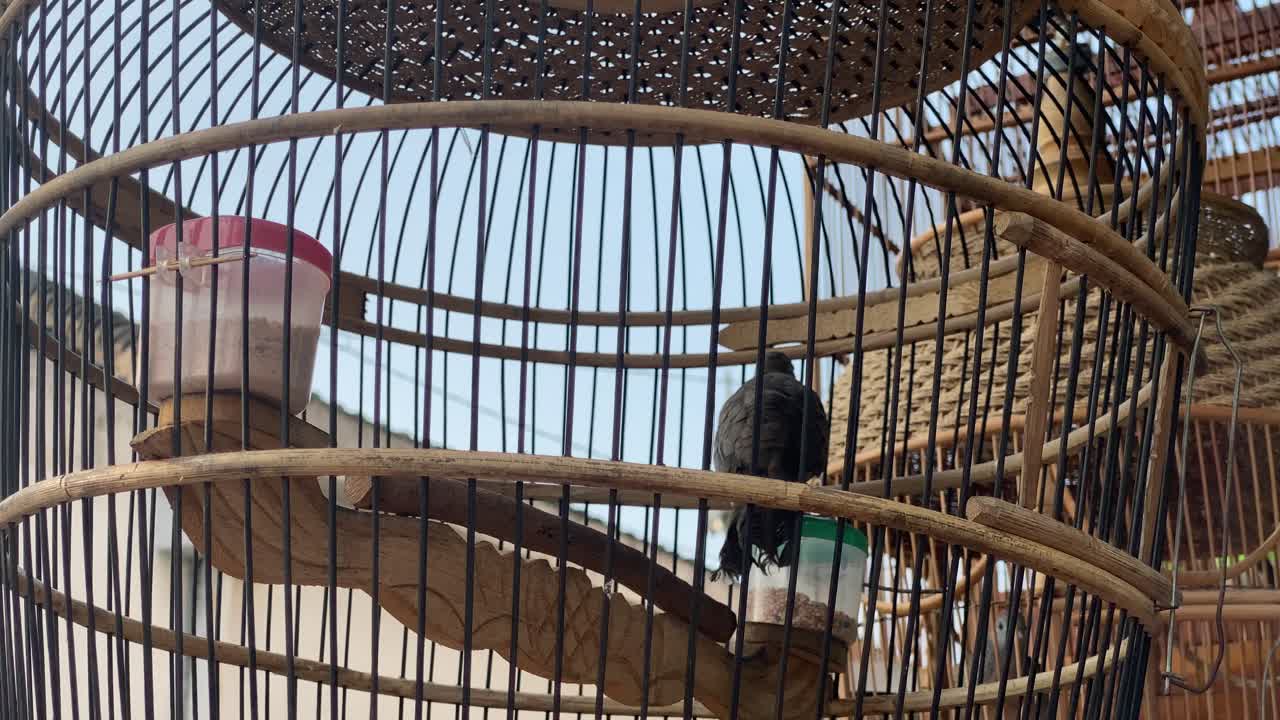 竹かごの中の鳥
