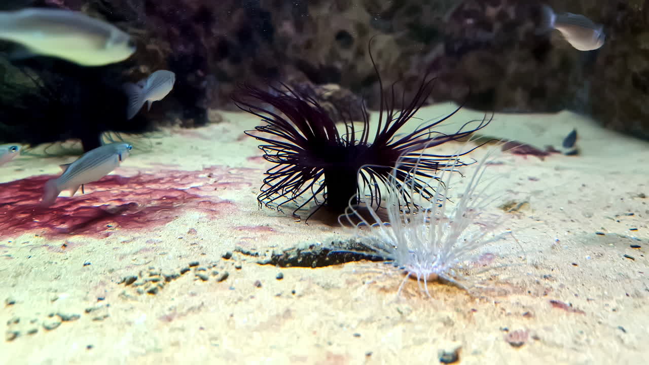 Marine Fish And Sea Anemones. Underwater Wildlife Scene