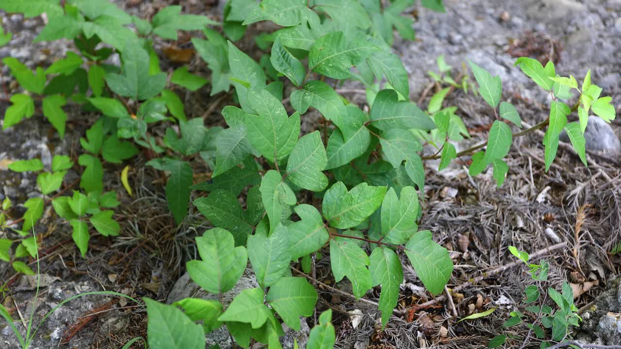 este es un video estático de la planta de hiedra venenosa encontrada en medina, texas.