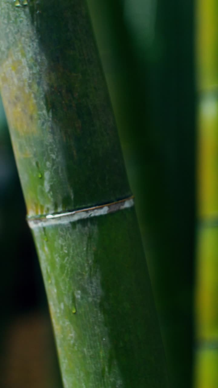 Close-up of Bamboo Stalks