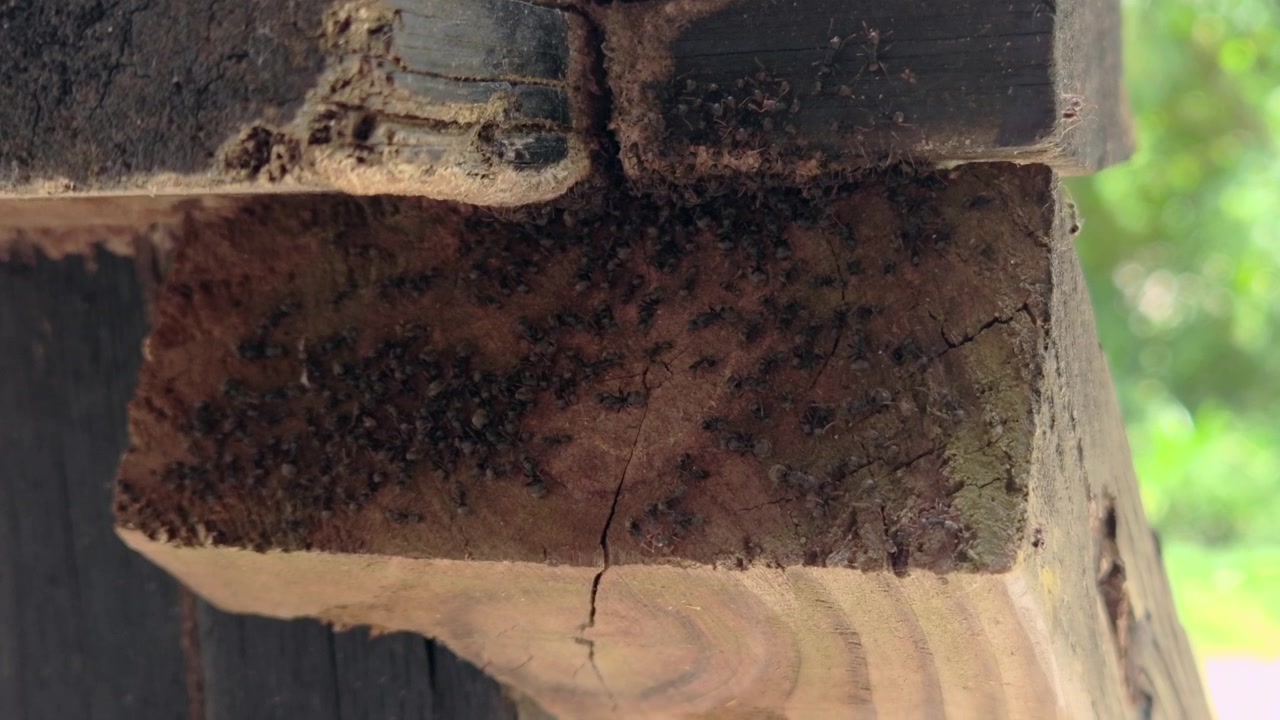 Formiche su un palo di legno. Molte formiche su un pezzo di palo di legno.