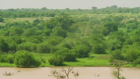 elephants camouflaged into african green plains walking together as herd