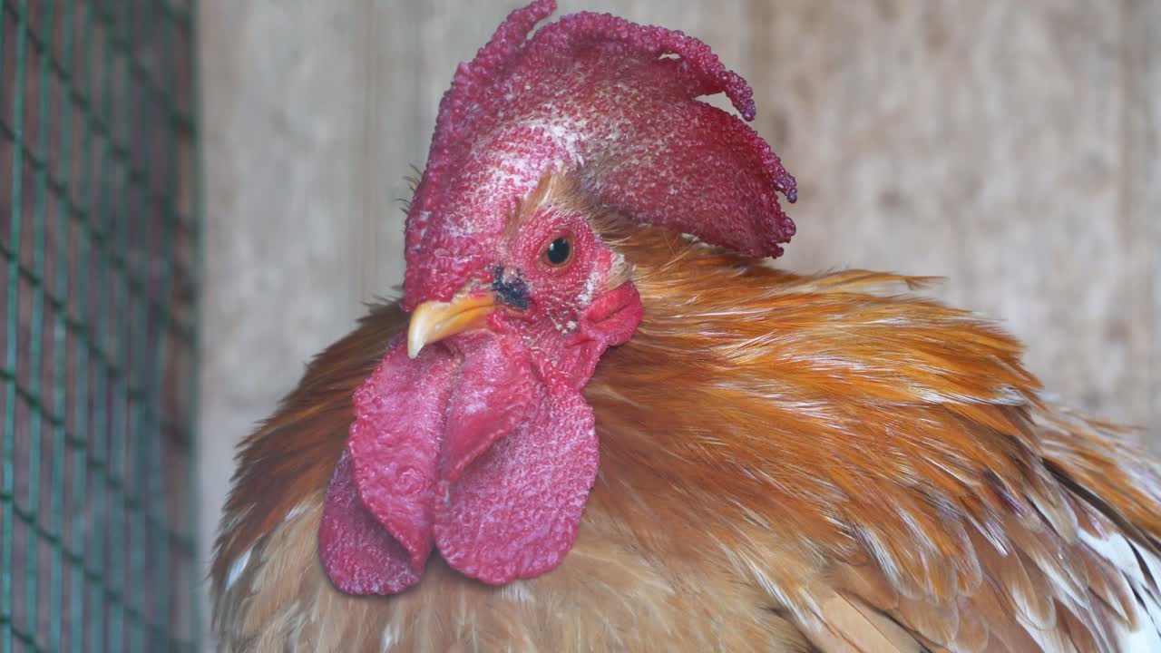 Static Close-up Portrait of Rooster with Large Red Comb Turning its Head