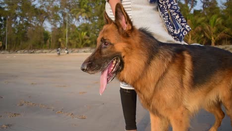 A-Young-German-shepherd-dog-tired-standing-beside-owner-on-beach-in-Mumbai,-German-shepherd-dog-with-owner-on-beach-video-background