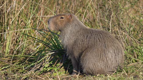 closeup of view of capybara sitting in the grassy land in summer