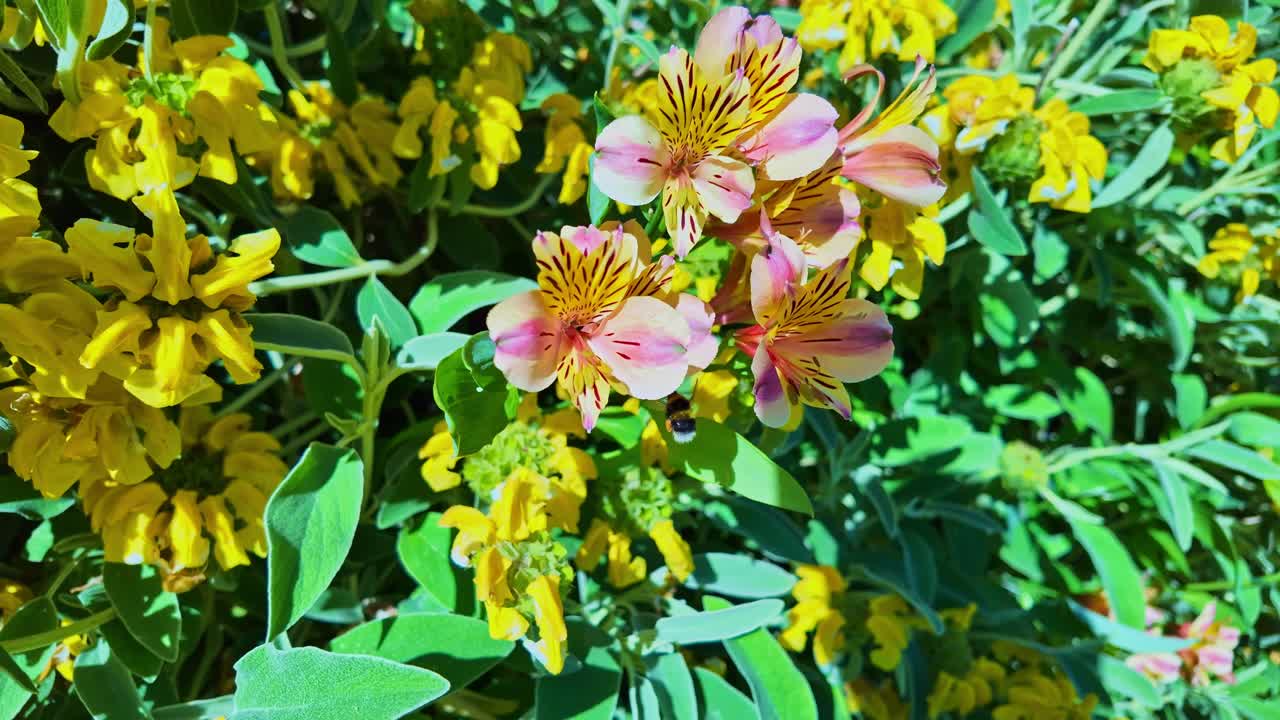 Close-up view of an Alstroemeria and a Bourdon clusters in full bloom on green leafy environment.