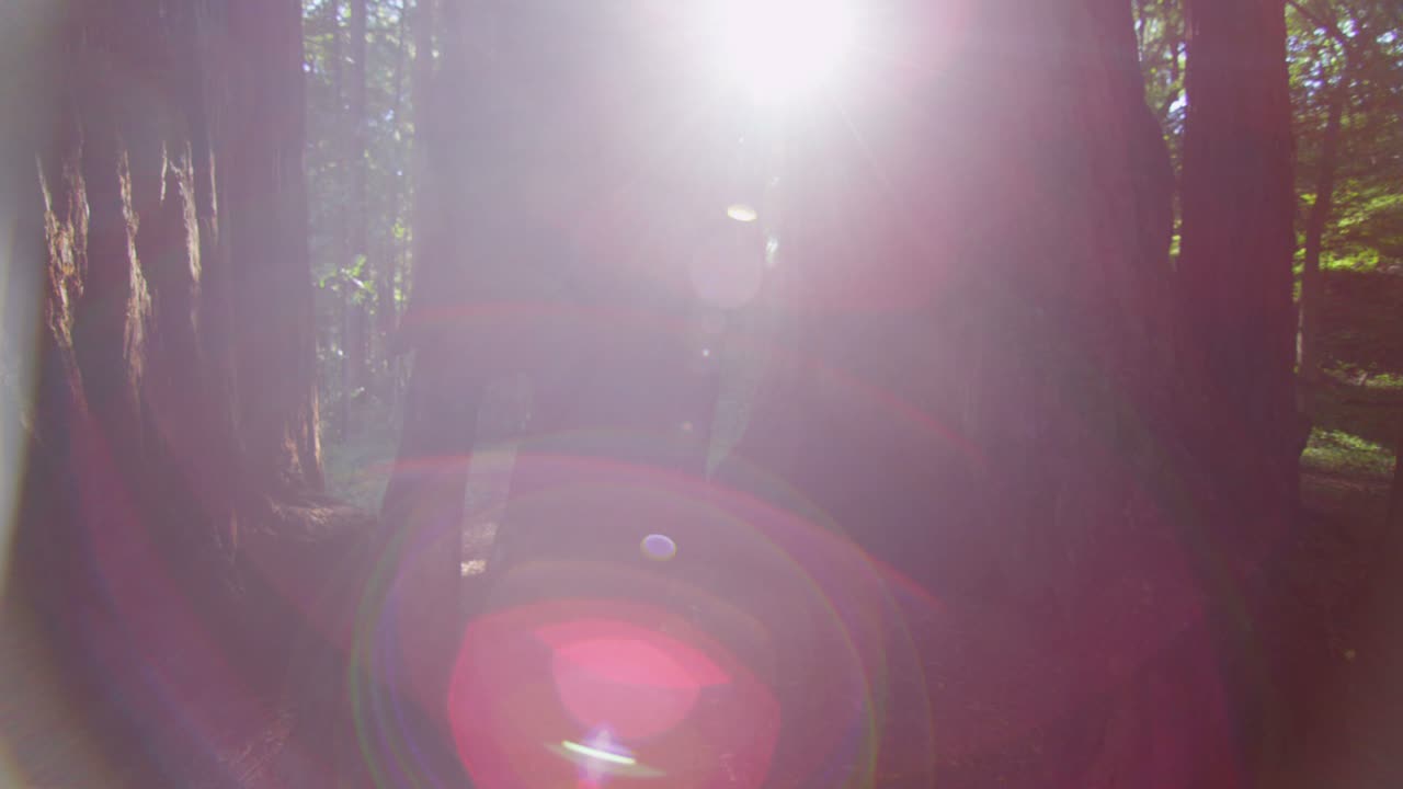 Solen siler gjennom høye trær i en skog 4