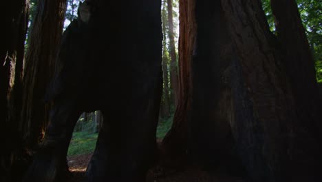 The-sun-filters-through-tall-trees-in-a-forest-4