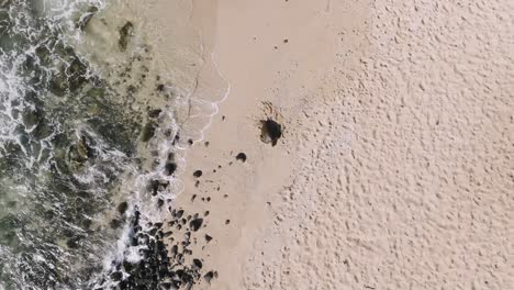 Hawaiian-sea-turtle-basking-in-the-sun-on