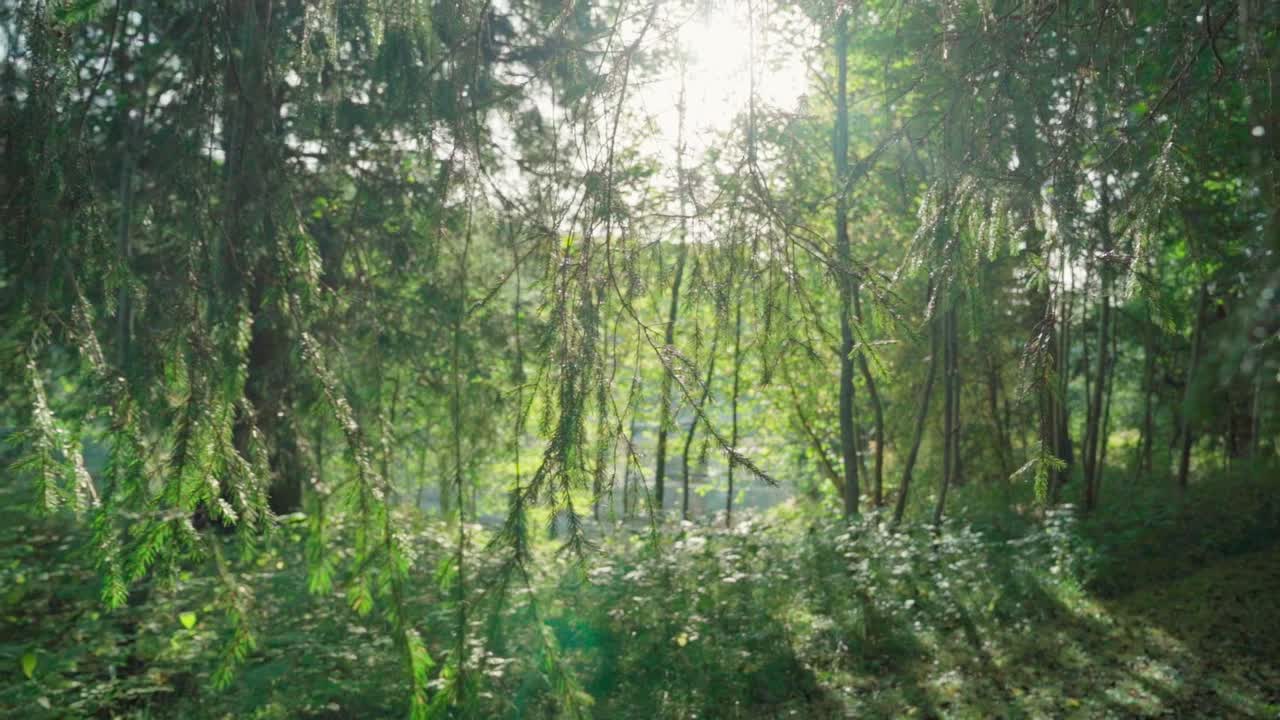 Walk back through woody landscape, sunrays shining
