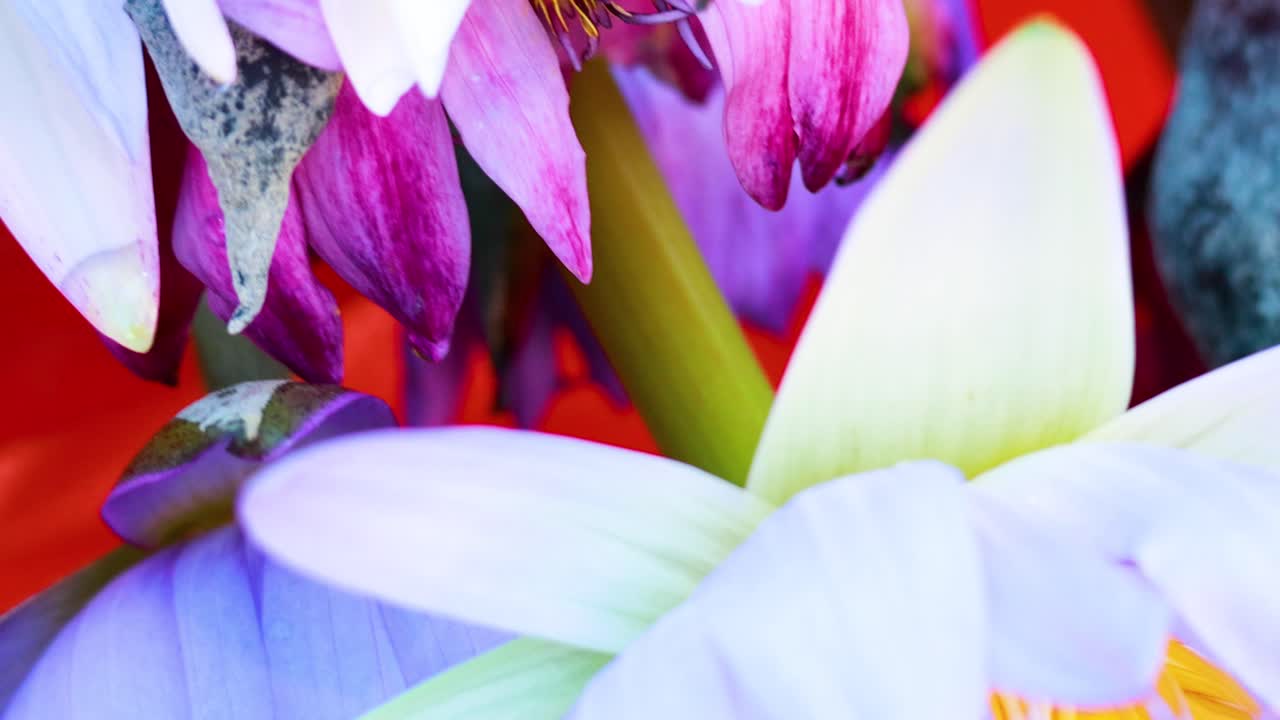 다양한 색의 아름다운 로터스 꽃의 클로즈업