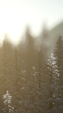 snow covered trees in a foggy winter forest