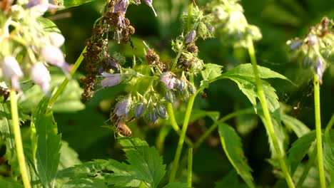 la abeja vuela después de alimentarse del polen de las flores moradas en el borde del bosque