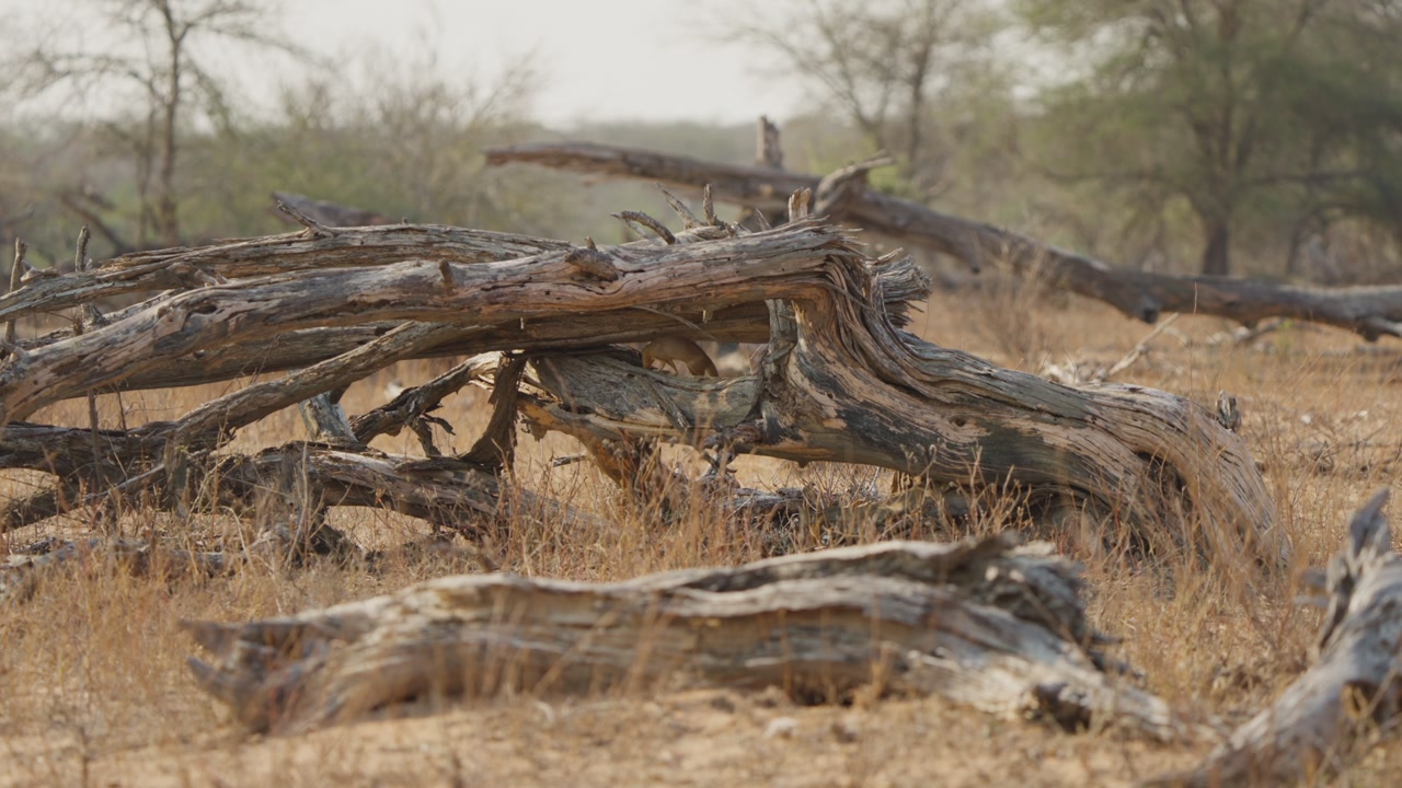 Slender mongoose leaps into dead branches, searching for food among fallen logs in Kruger National Park, South Africa. Dry savanna habitat, natural wildlife foraging behavior.