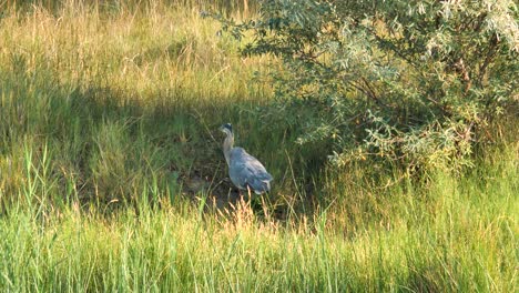 Ein-Großer-Blauer-Reiher-Geht-Durch-Eine-Sumpfige-Wiese---Zeitlupe