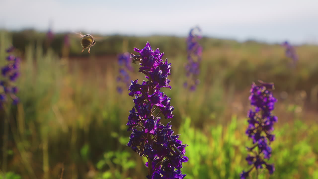 Bee Hovering Over Blooming Purple Candle Larkspur Buttercup Flowers. Slow Motion, Tilt-down