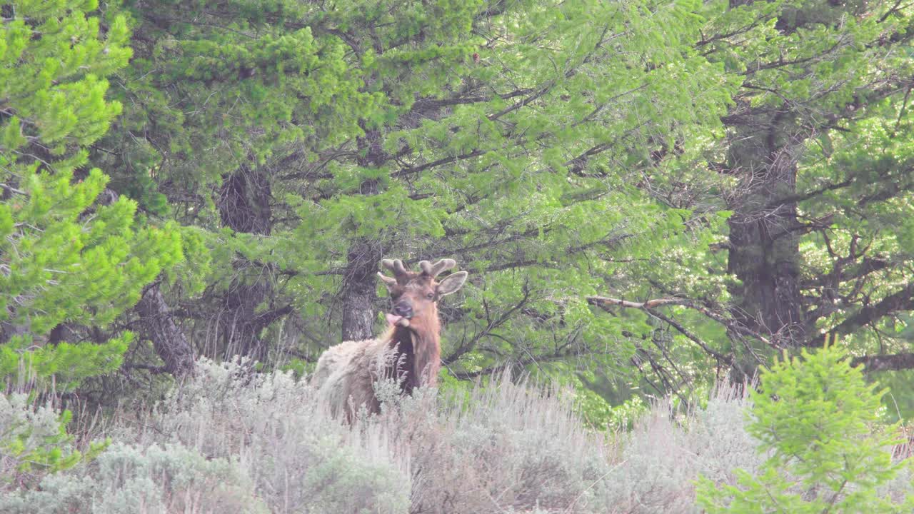 와이오밍 주 그랜드 티턴스 국립공원의 숲 가장자리에 있는 엘크