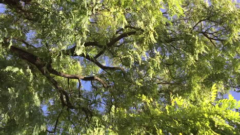 trees in lisbon