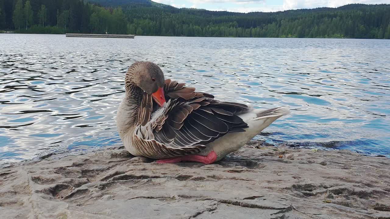 Oca selvatica seduta e che si pulisce sulla roccia con un lago sullo sfondo e un'anatra che nuota nelle vicinanze