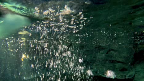 penguin swimming rapidly underwater with agility