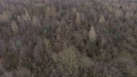 aerial view over dense, thick, woodland forest trees in seasonal colours