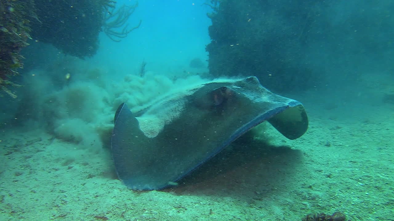 una raya nada bajo el agua desde arriba 1