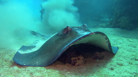 a stingray swims underwater from above 1