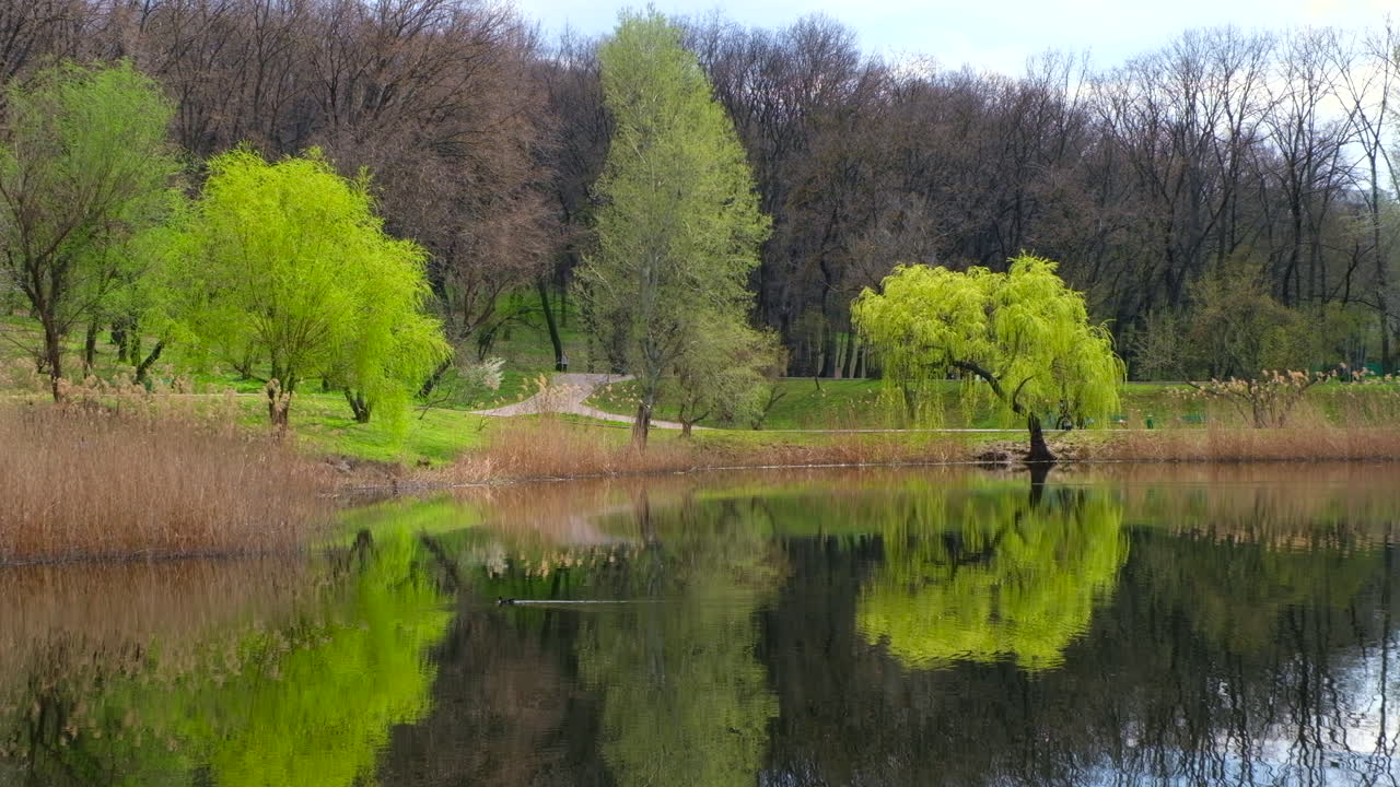 Bomen bij een meer in een park in Chisinau, Moldavië