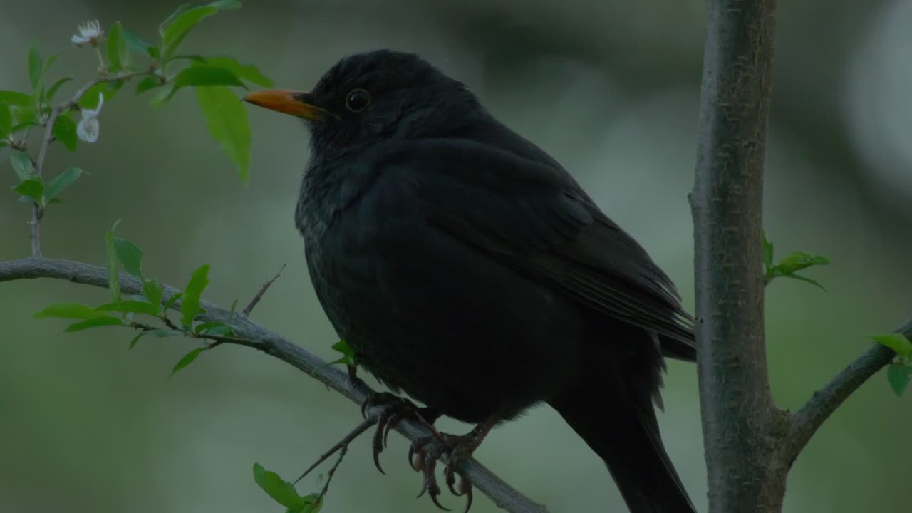 un hermoso mirlo común posado en una rama de árbol - cerrar