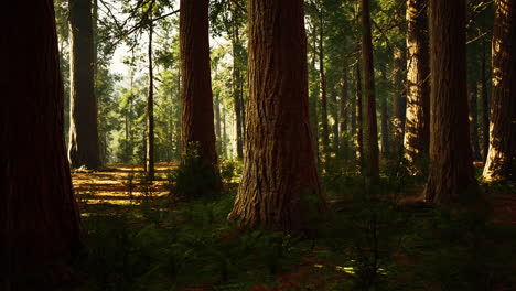 Riesenmammutbäume-Im-Riesenwaldhain-Im-Sequoia-Nationalpark